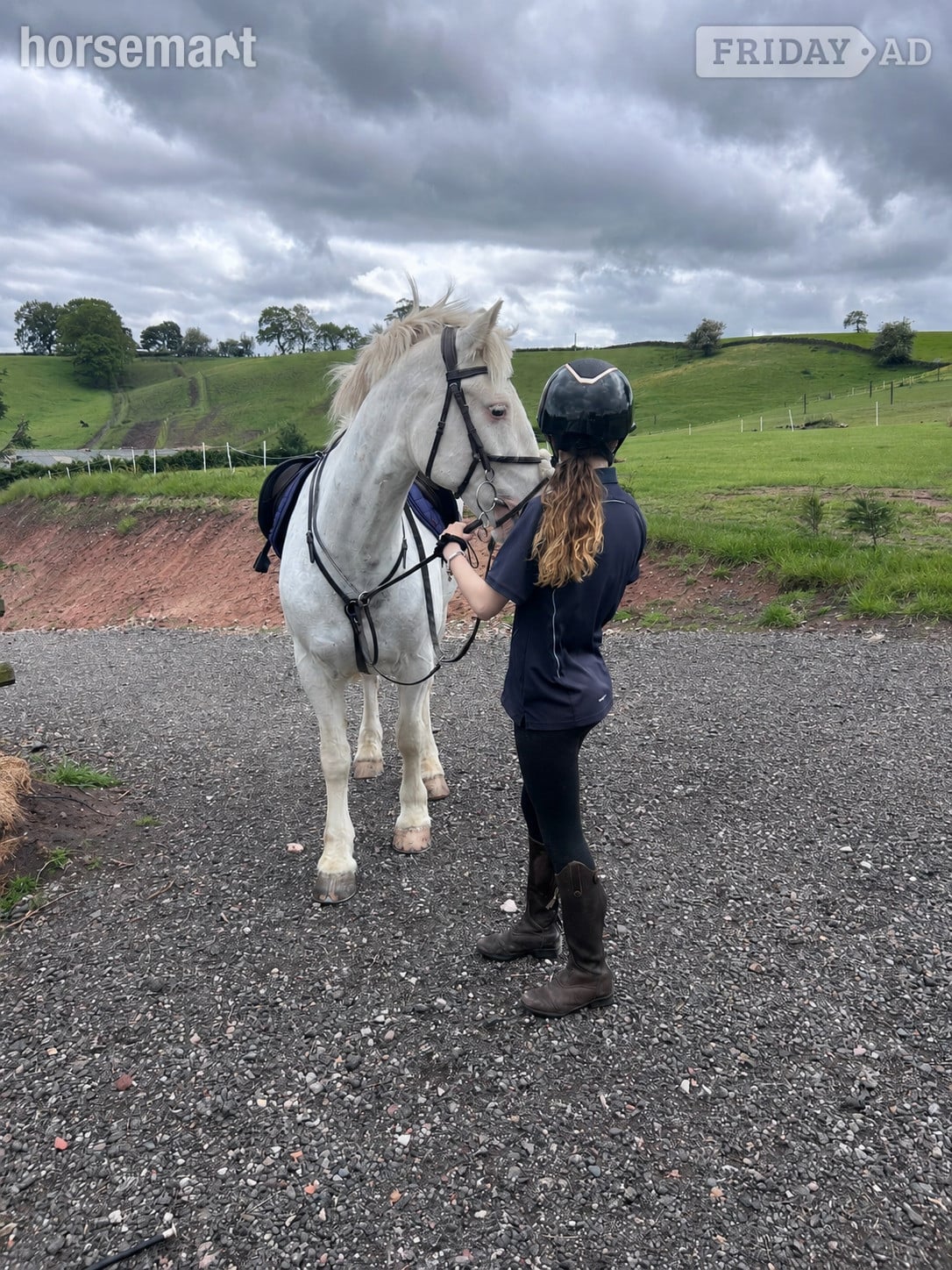 Derby "POPCORN"  Gelding All Rounder
