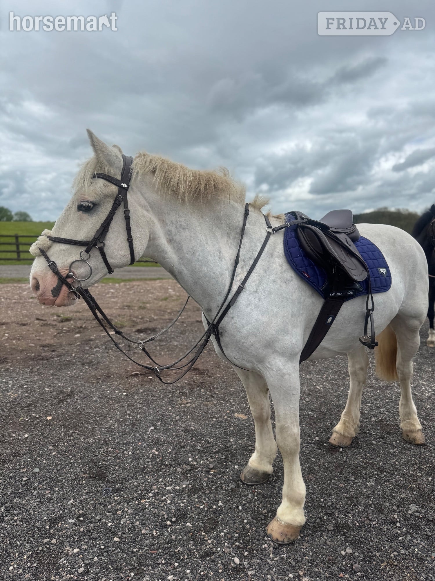 "POPCORN"  Gelding All Rounder - Horses in Derby