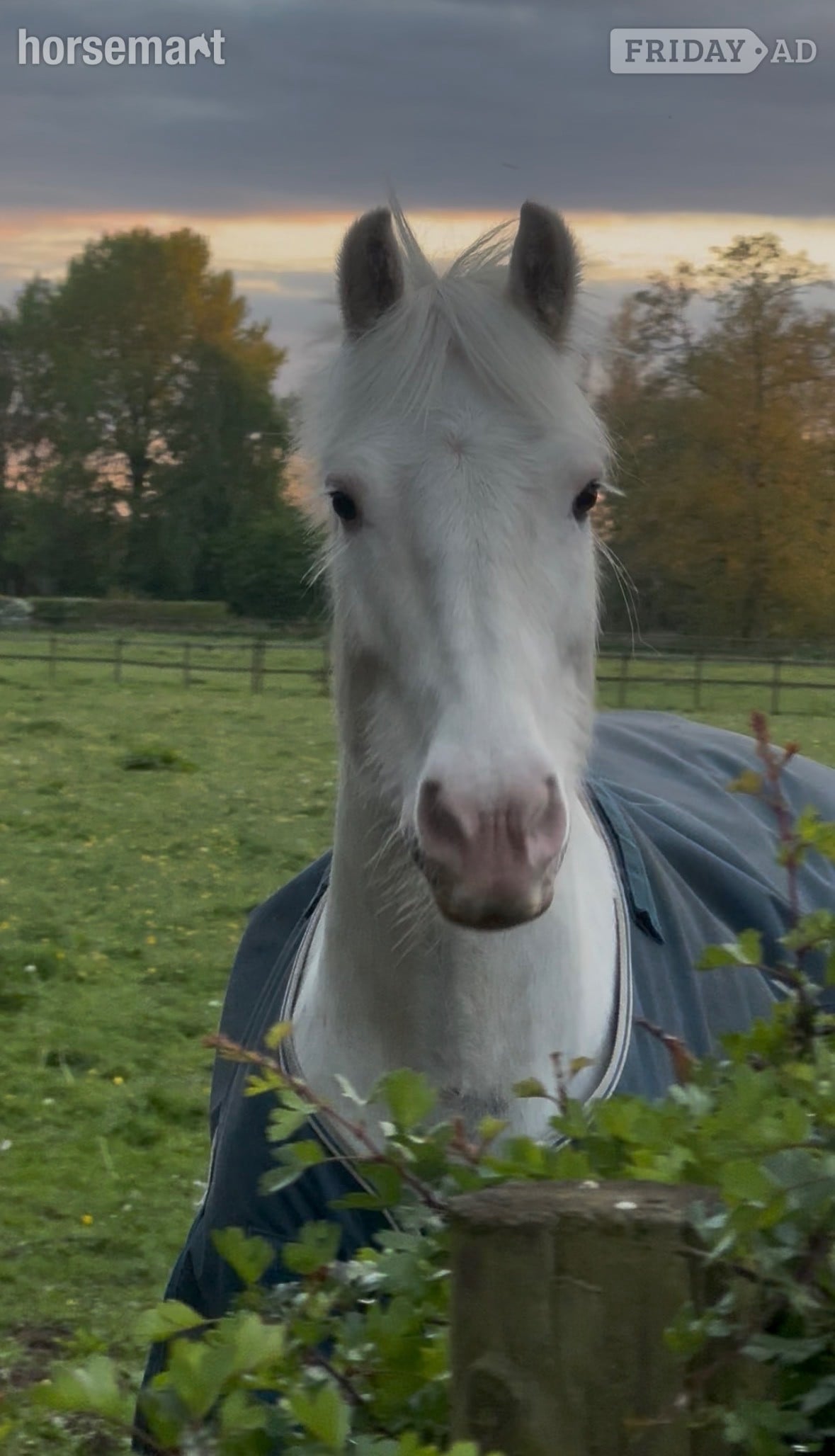 "POPCORN"  Gelding All Rounder - Horses
