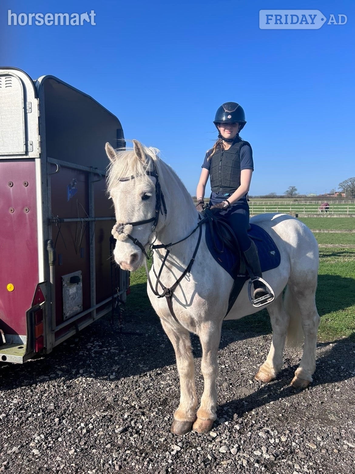 "POPCORN"  Gelding All Rounder in Derby