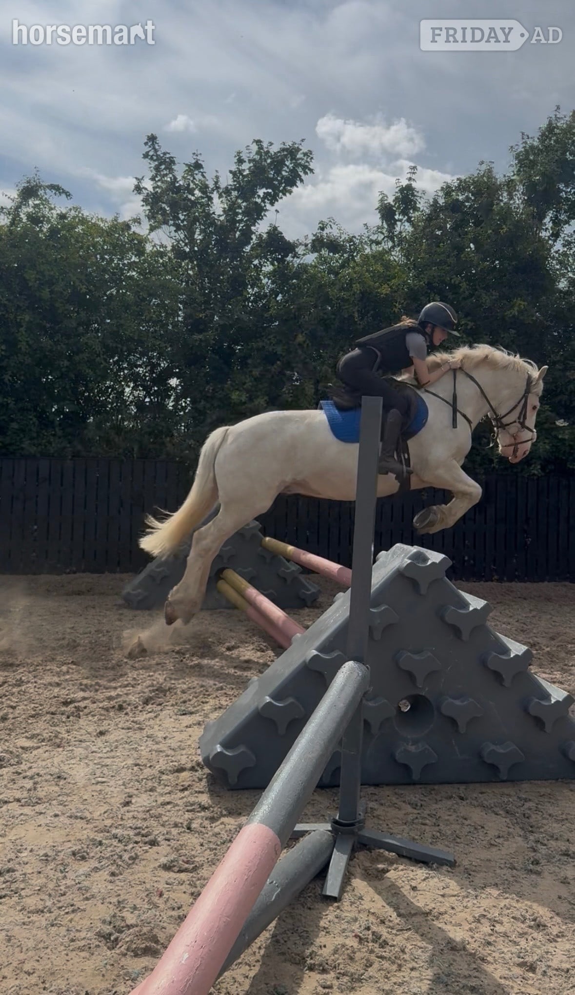 "POPCORN"  Gelding All Rounder