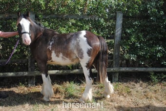 "Benji" Skewbald Gelding Youngstock / Foal