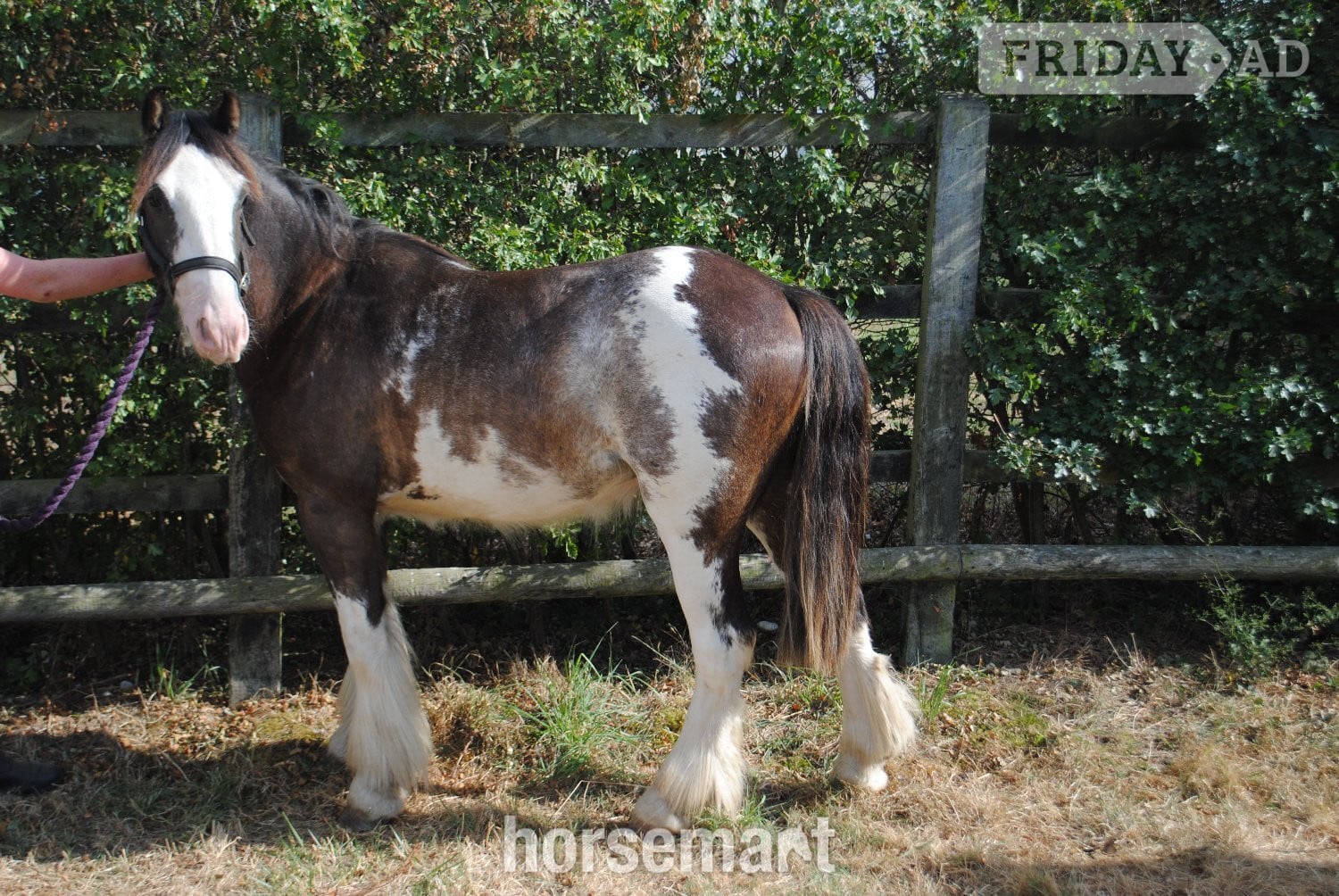 "Benji" Skewbald Gelding Youngstock / Foal in Billericay
