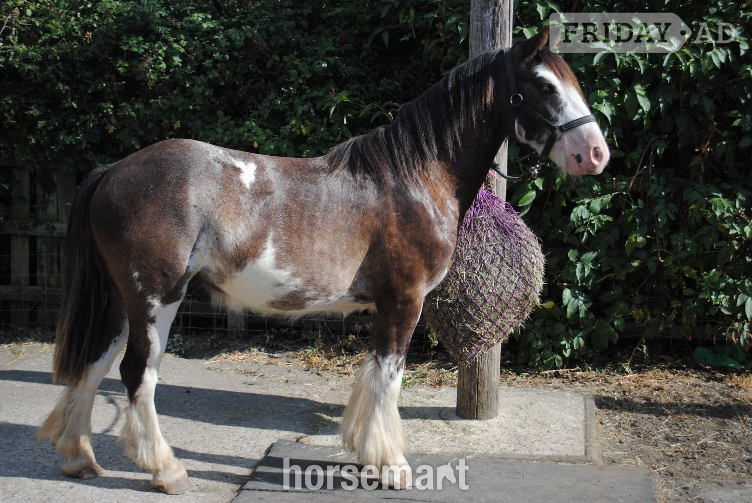 "Benji" Skewbald Gelding Youngstock / Foal