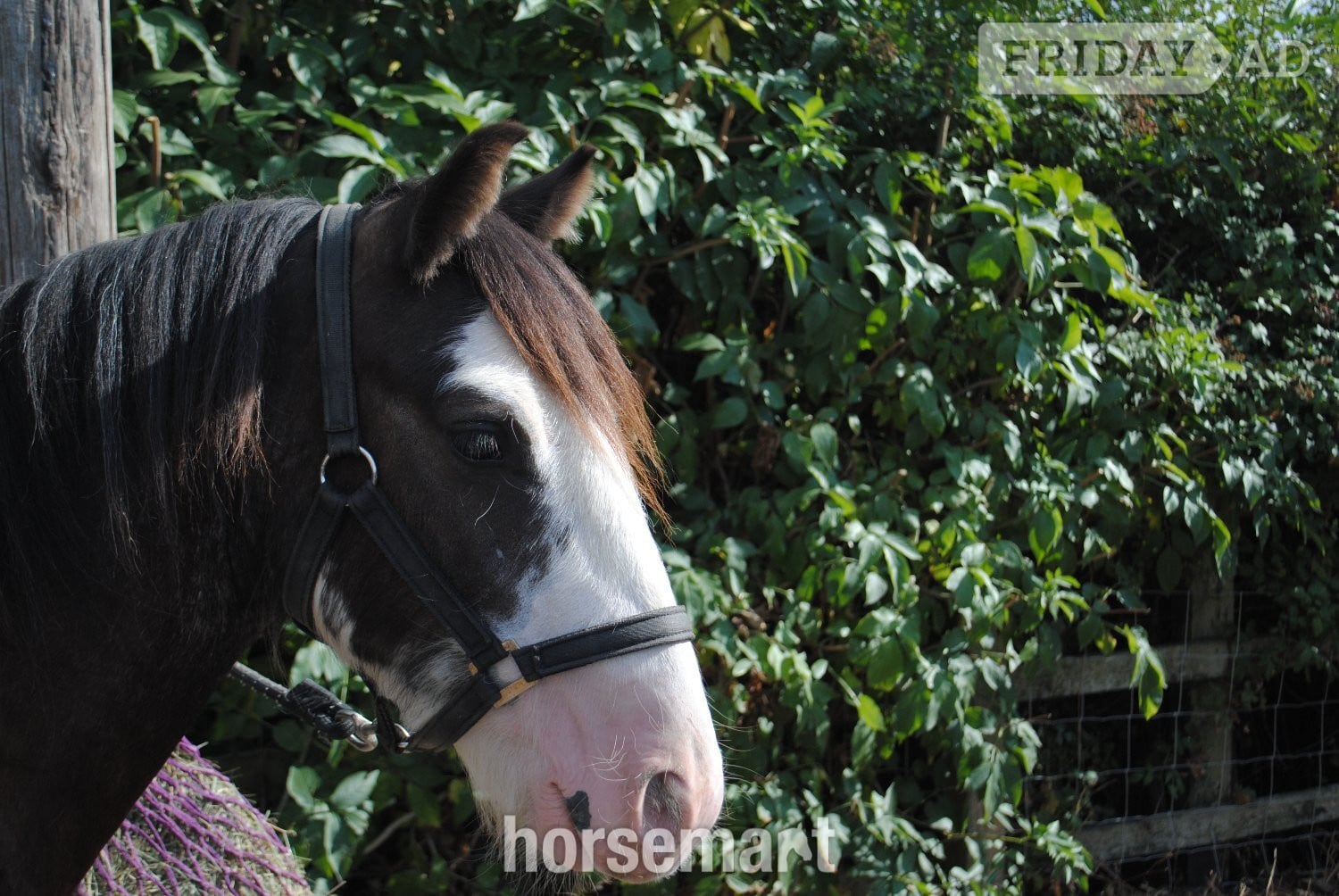 Billericay "Benji" Skewbald Gelding Youngstock / Foal