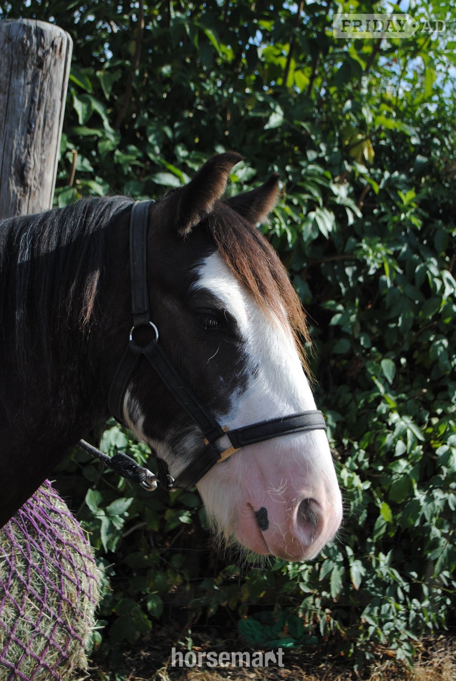 "Benji" Skewbald Gelding Youngstock / Foal - Horses in Billericay