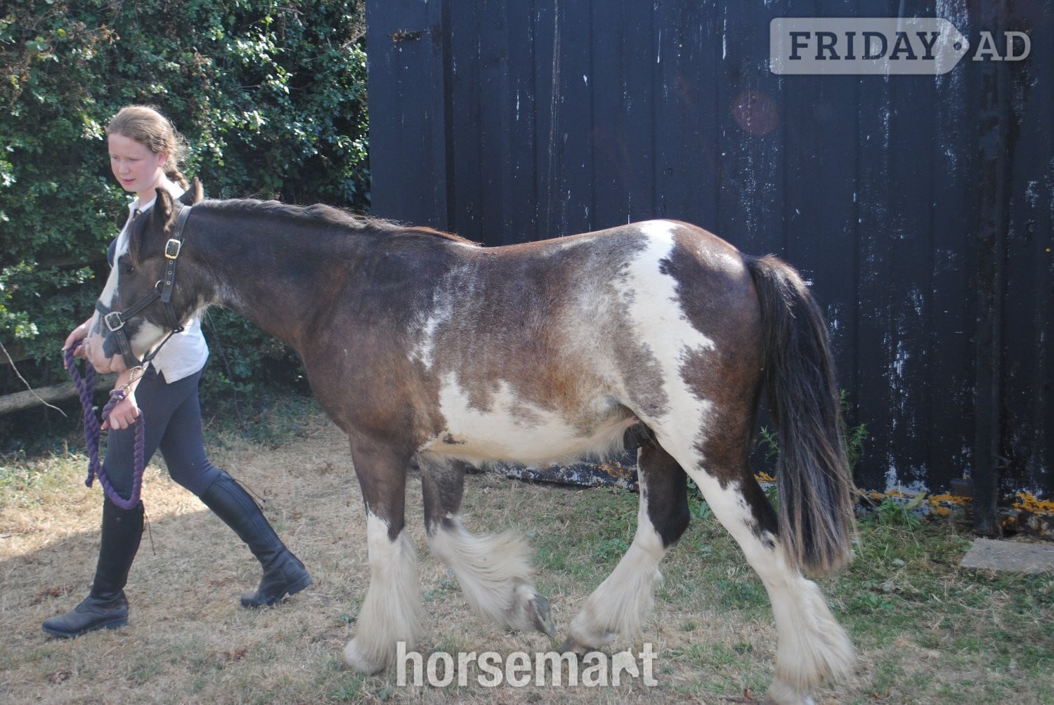 "Benji" Skewbald Gelding Youngstock / Foal - Horses