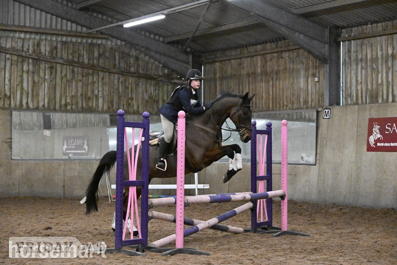Kingsbridge "Hijack " Bay Gelding All Rounder
