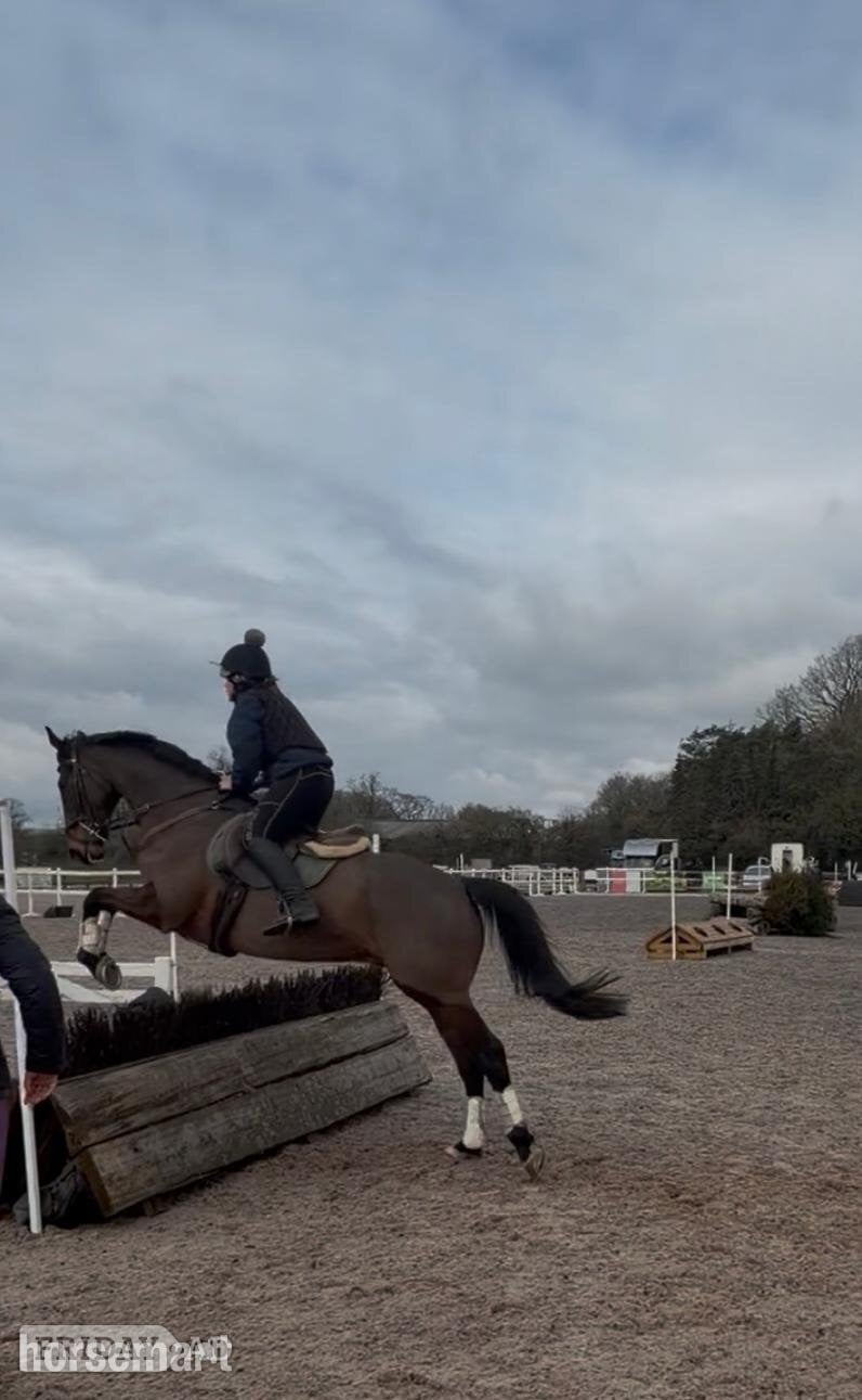 "Hijack " Bay Gelding All Rounder - Horses in Kingsbridge