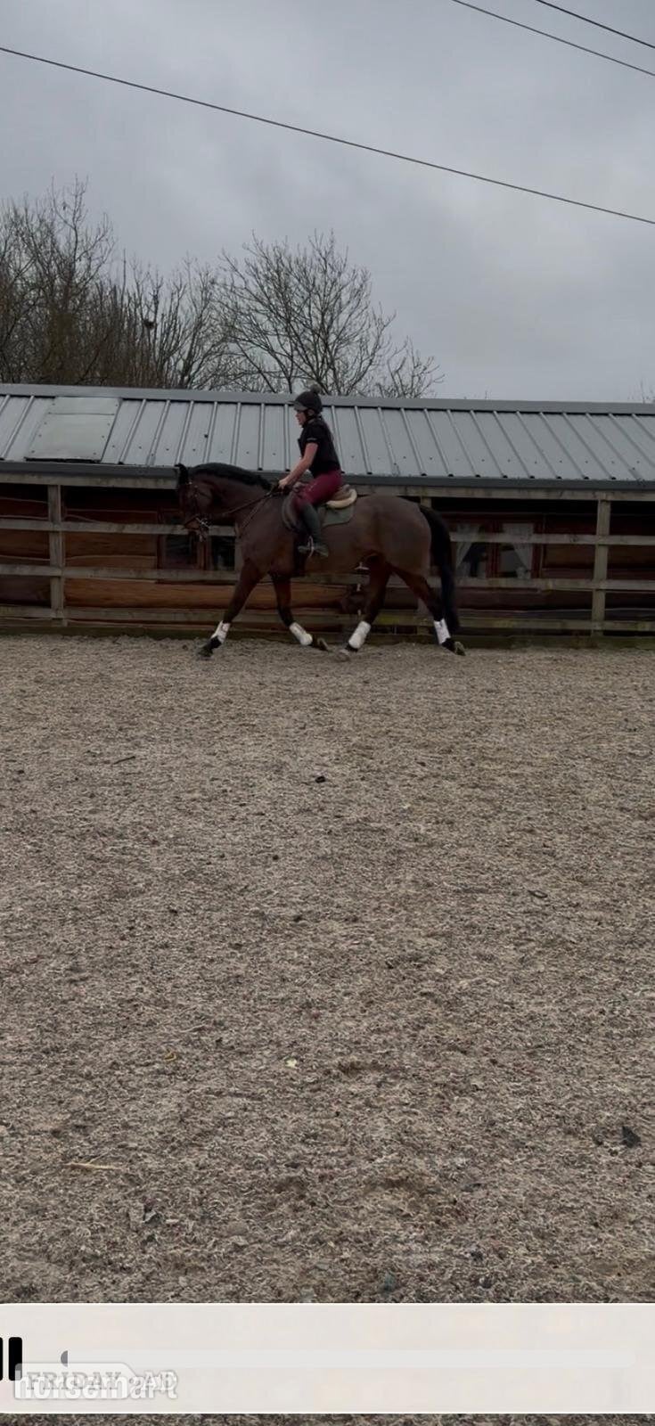 "Hijack " Bay Gelding All Rounder - Horses