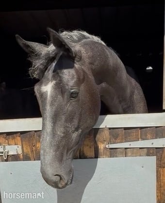 "James " Iron Grey Gelding Young Sport Horse