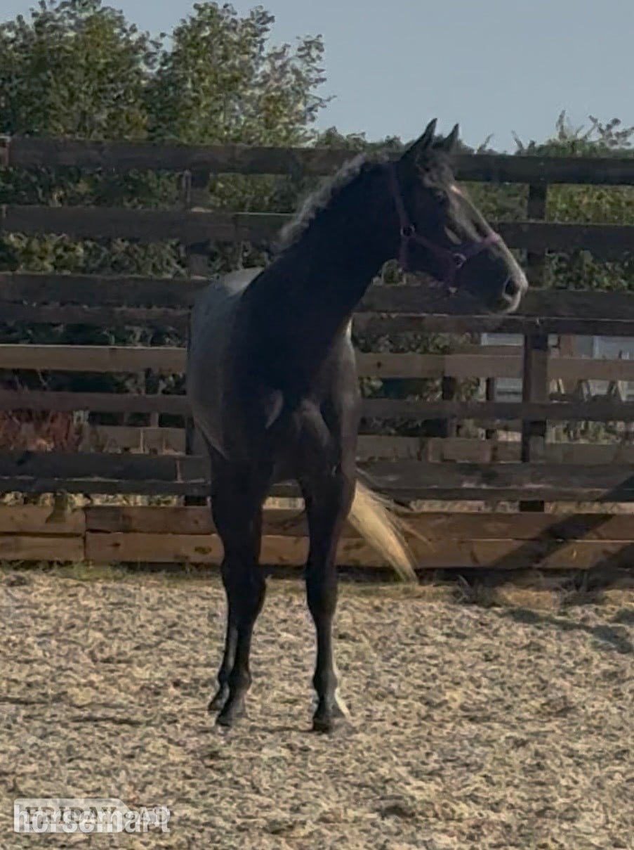 "James " Iron Grey Gelding Young Sport Horse