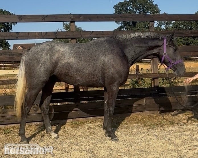 Newbury "James " Iron Grey Gelding Young Sport Horse