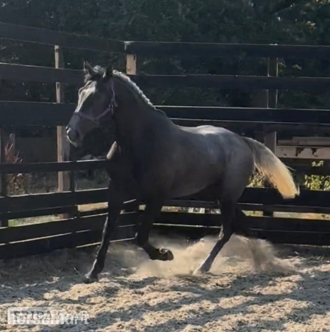"James " Iron Grey Gelding Young Sport Horse -  in Newbury