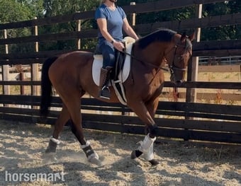"Zu  " Dark Bay Gelding Young Sport Horse