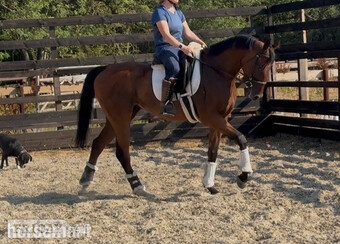 "Zu  " Dark Bay Gelding Young Sport Horse
