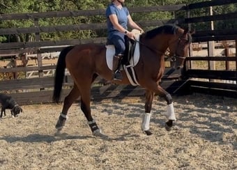 "Zu  " Dark Bay Gelding Young Sport Horse