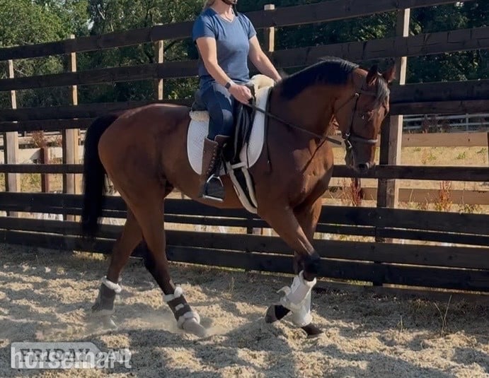 "Zu  " Dark Bay Gelding Young Sport Horse in Newbury