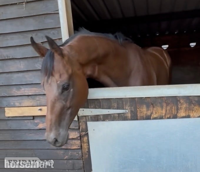 "Zu  " Dark Bay Gelding Young Sport Horse