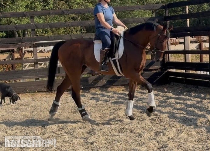 "Zu  " Dark Bay Gelding Young Sport Horse in Newbury