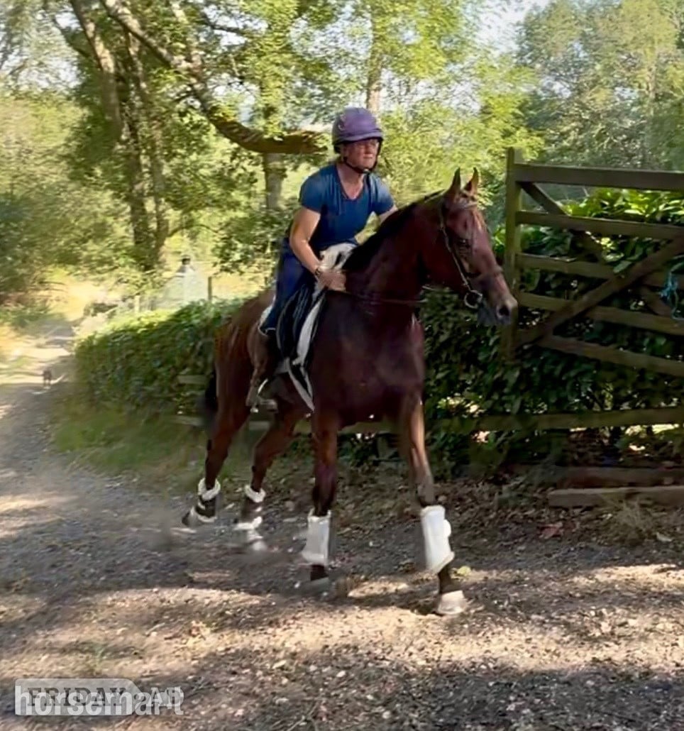 Newbury "Zu  " Dark Bay Gelding Young Sport Horse