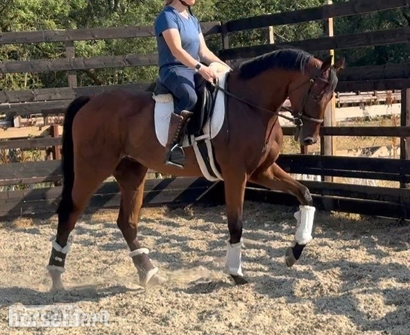 "Zu  " Dark Bay Gelding Young Sport Horse - Horses in Newbury