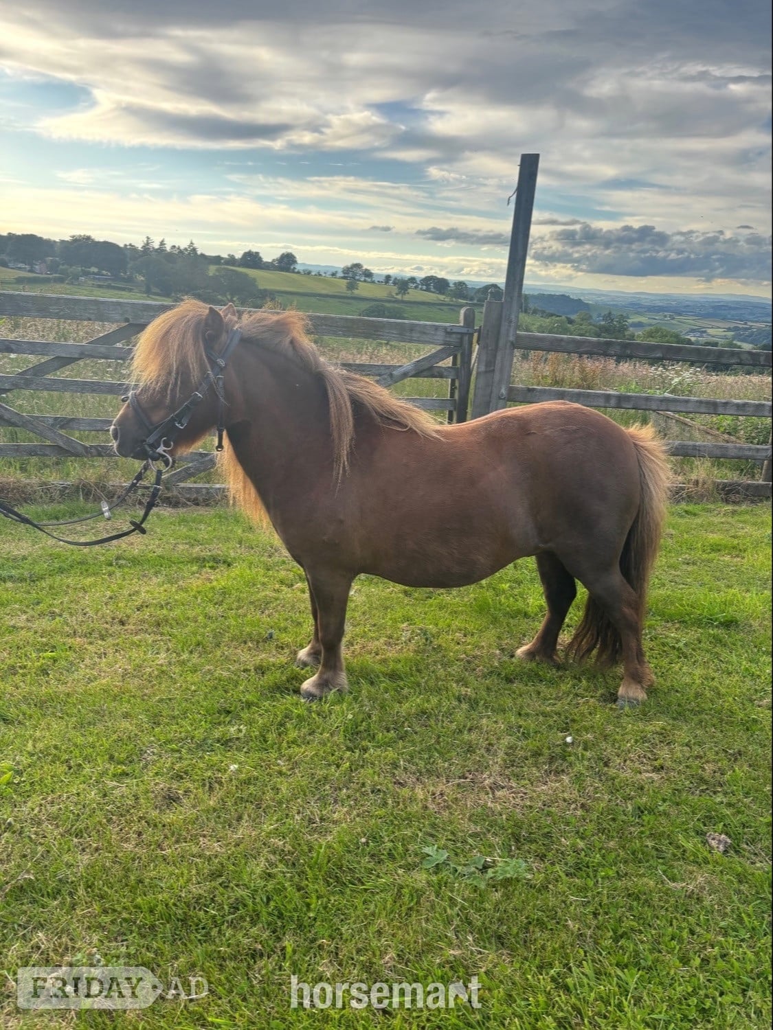 "Longfield Apple Blossom" Chestnut Mare Miniature Horse in Newtown