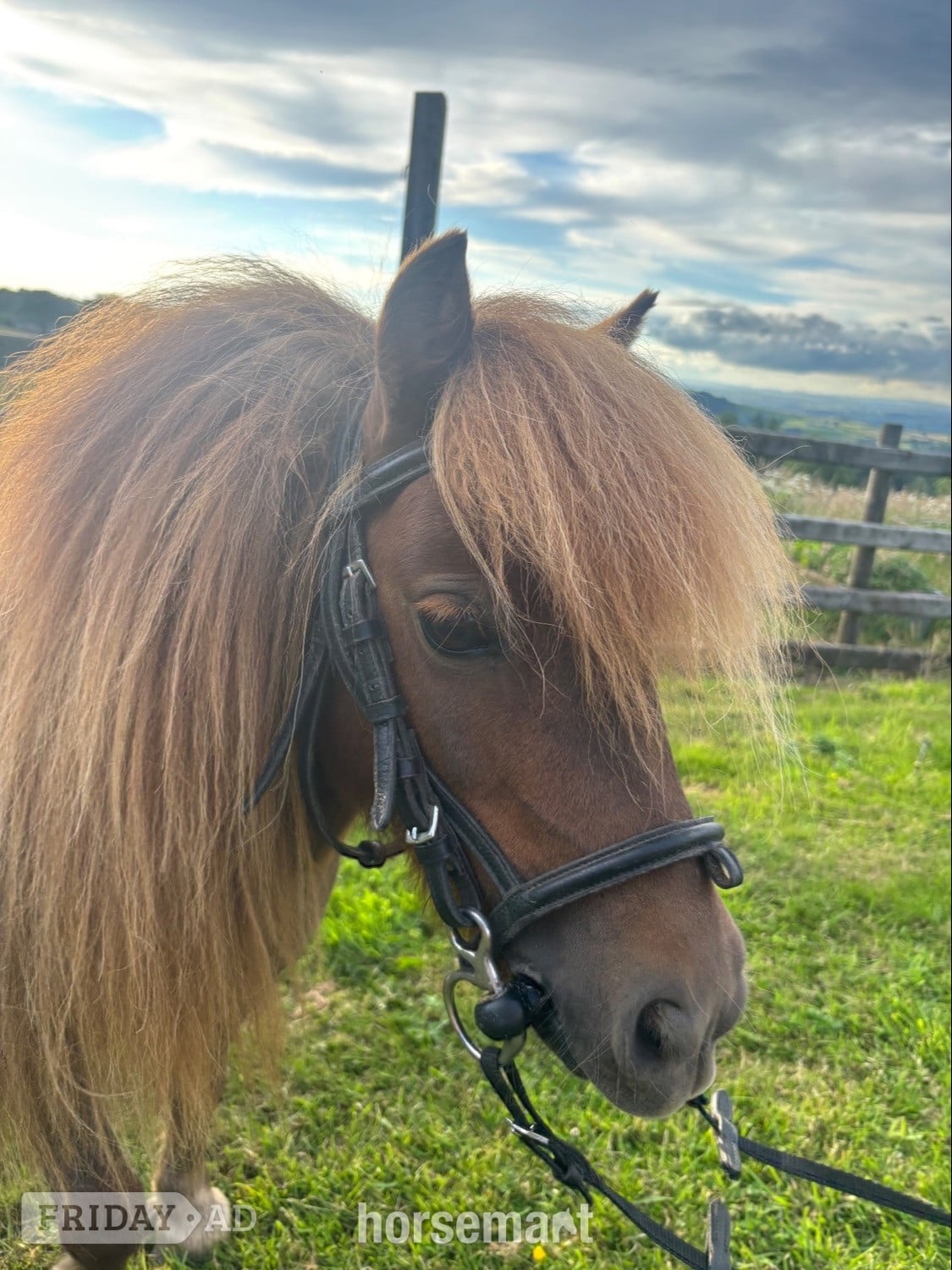 "Longfield Apple Blossom" Chestnut Mare Miniature Horse