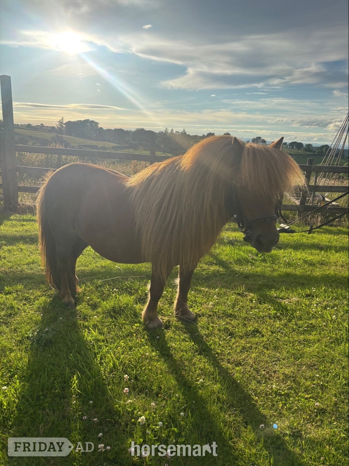 Newtown "Longfield Apple Blossom" Chestnut Mare Miniature Horse
