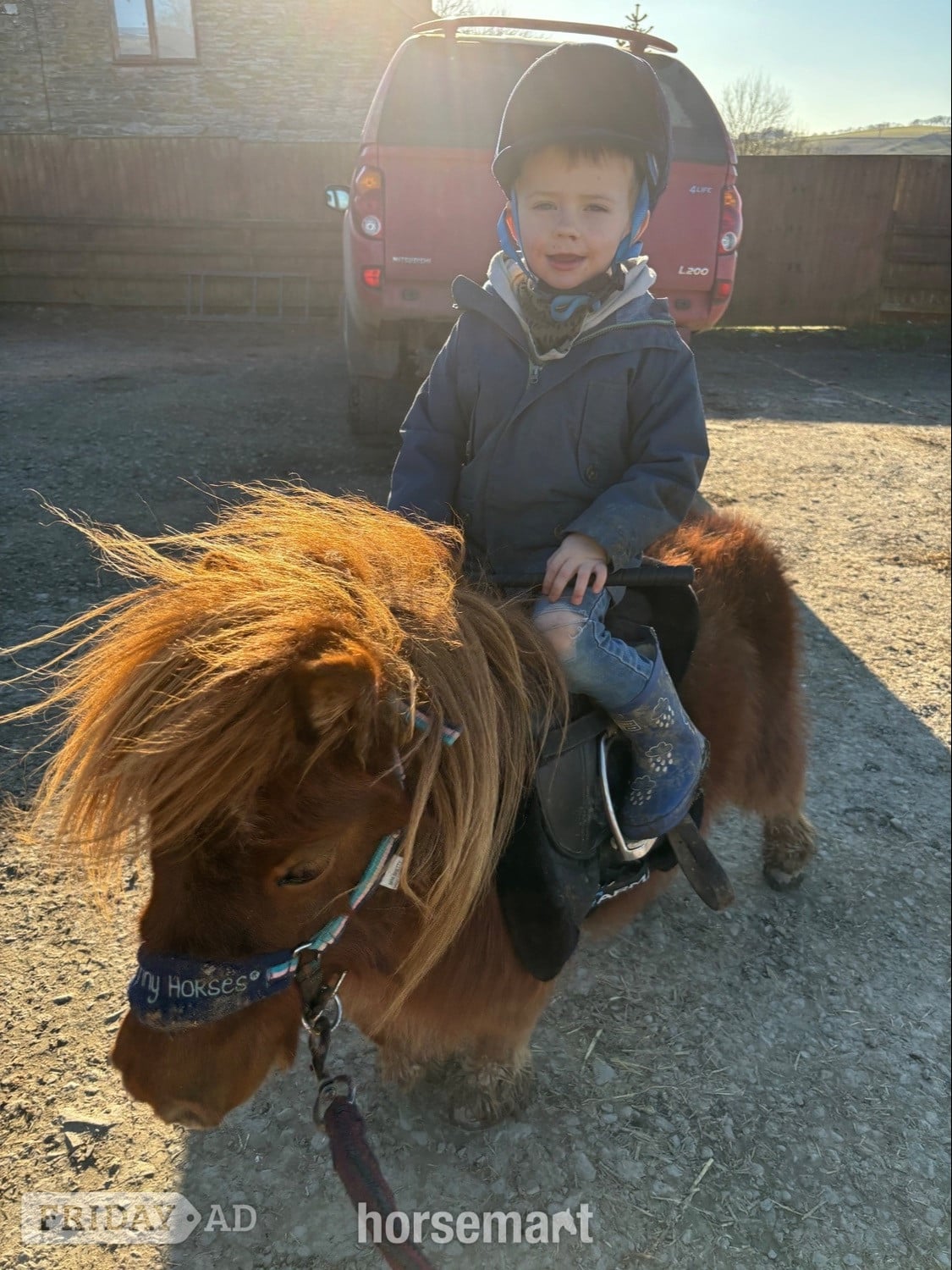 "Longfield Apple Blossom" Chestnut Mare Miniature Horse - Horses