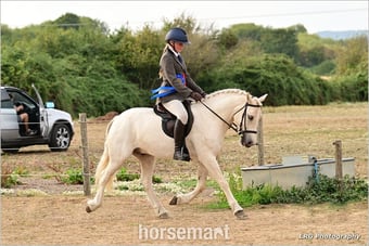 "Casper" Palomino Gelding All Rounder