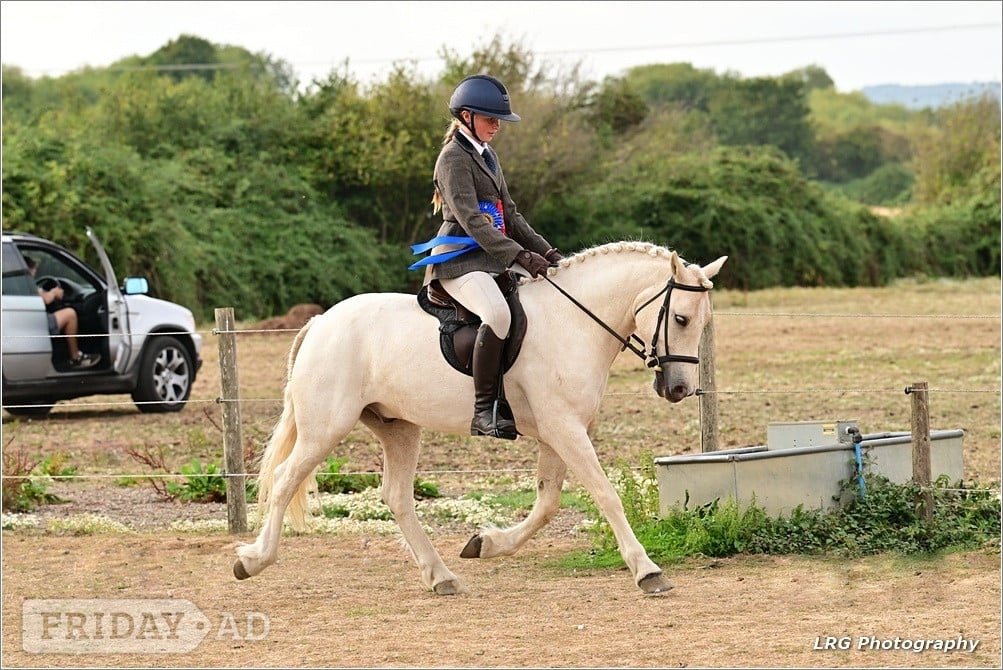 "Casper" Palomino Gelding All Rounder in Chichester