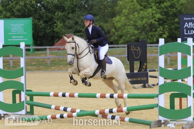 "Casper" Palomino Gelding All Rounder