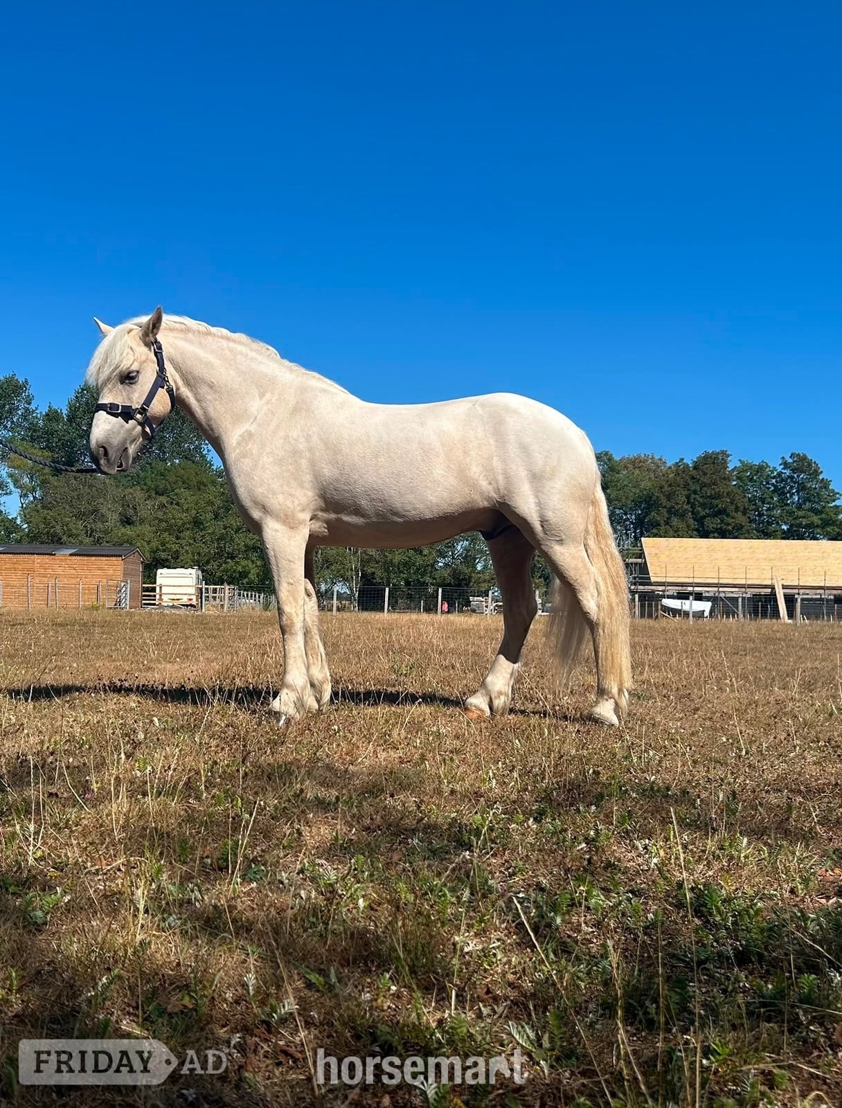 Chichester "Casper" Palomino Gelding All Rounder