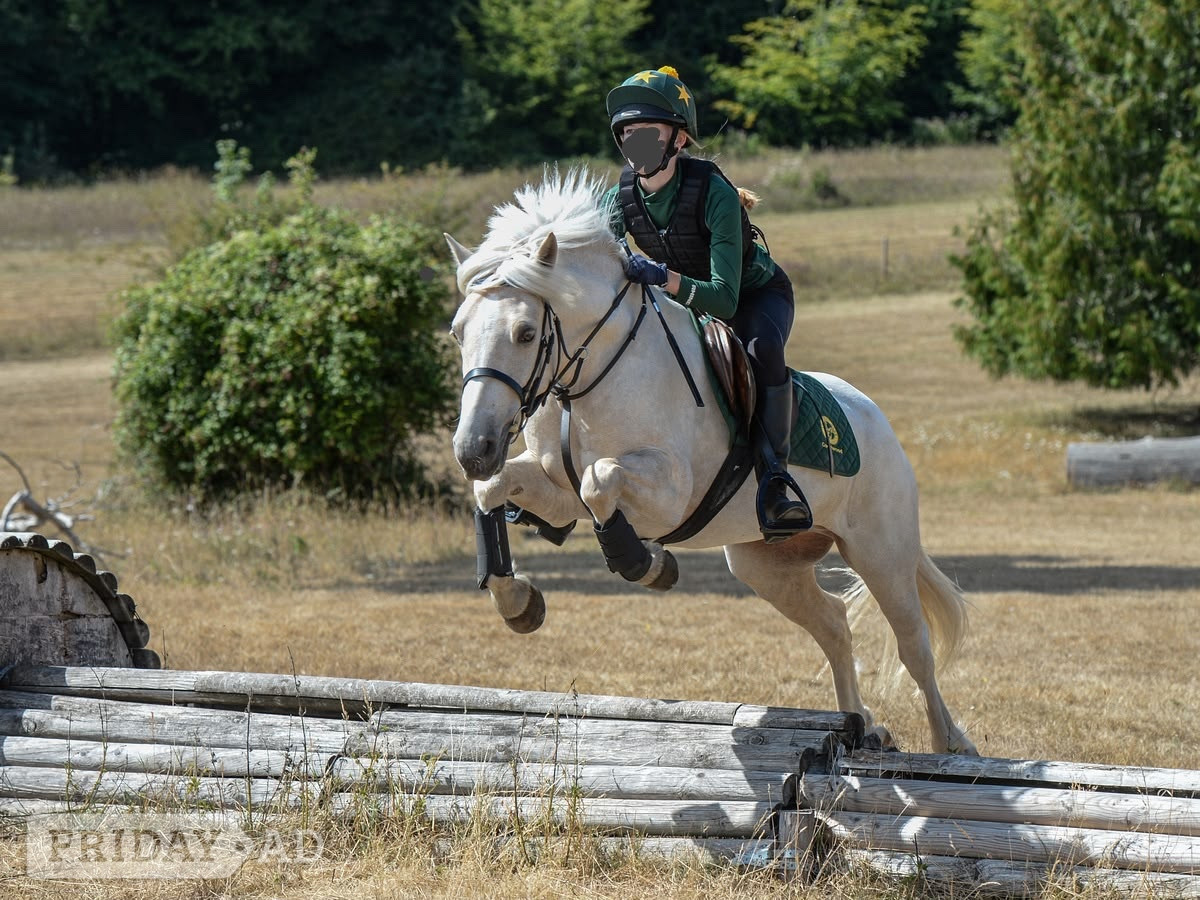 "Casper" Palomino Gelding All Rounder - Horses in Chichester