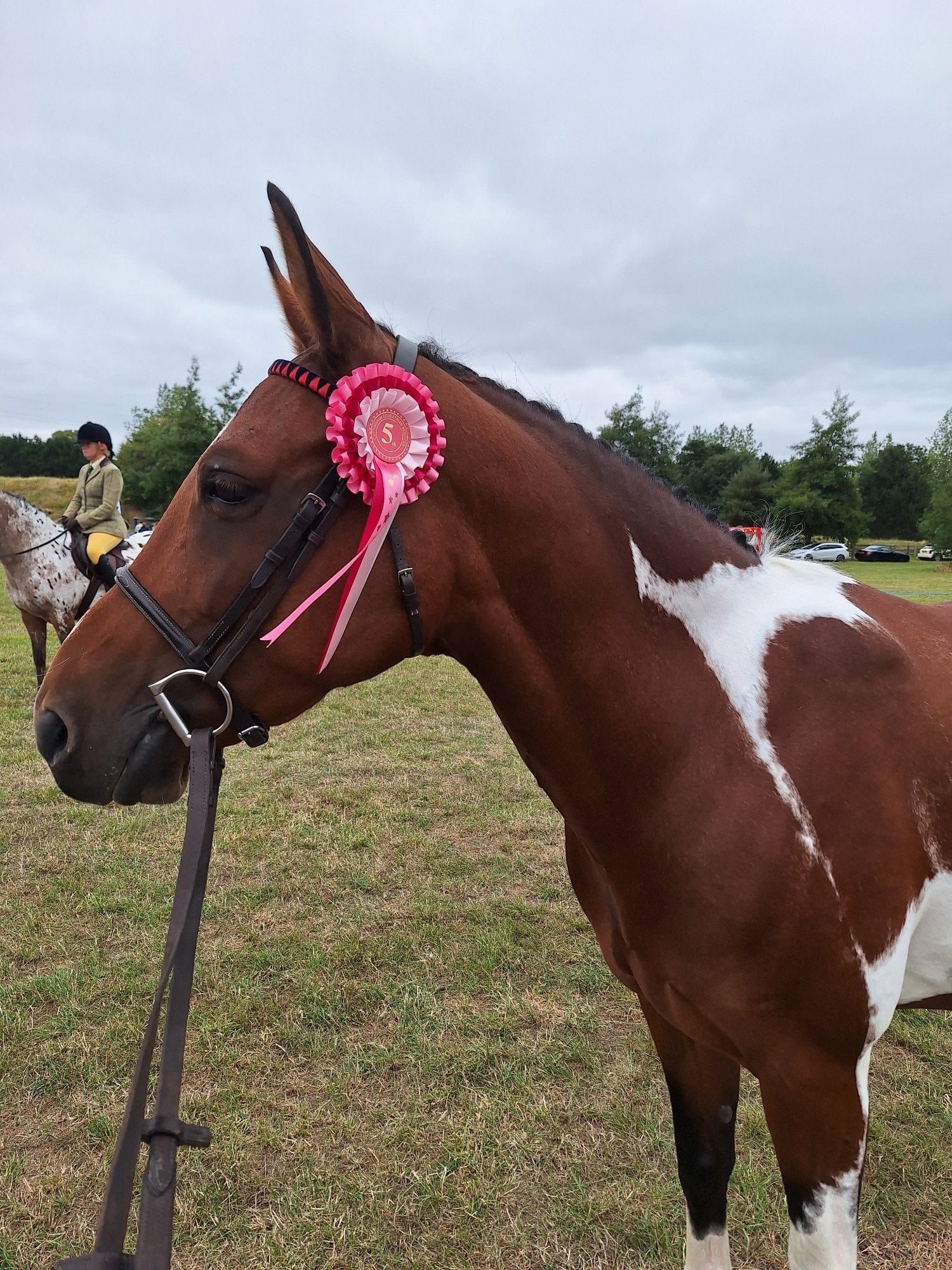 Hull "Belle"  Mare Happy Hacker