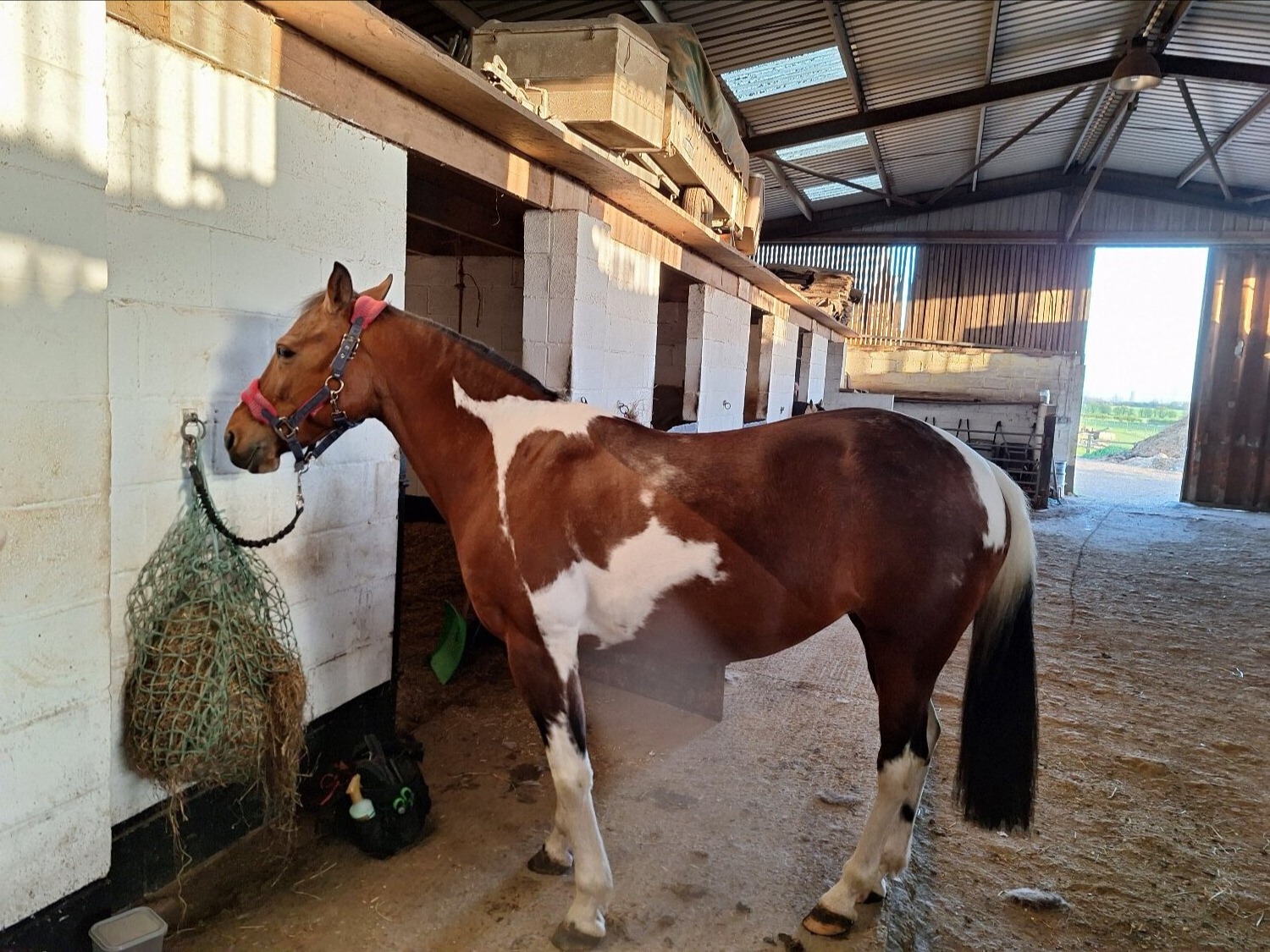 "Belle"  Mare Happy Hacker - Horses in Hull