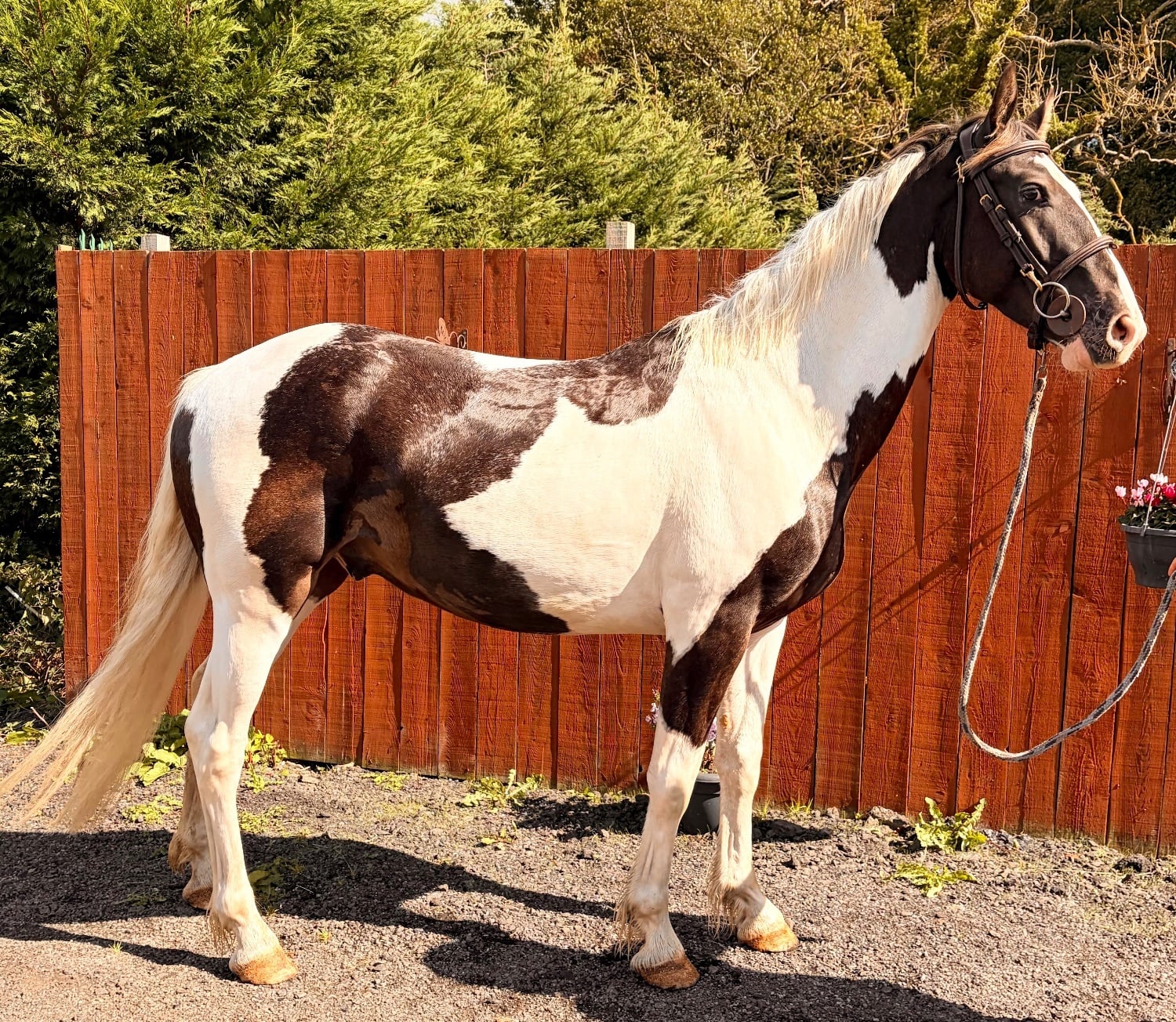"Yodel " Coloured Gelding Young Sport Horse in Durham