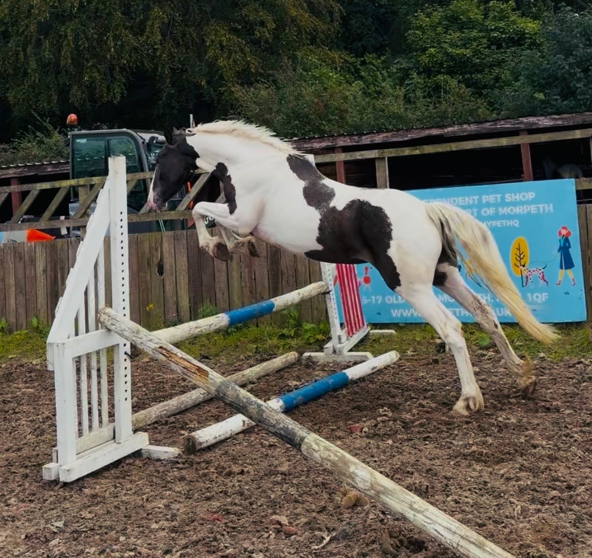"Yodel " Coloured Gelding Young Sport Horse