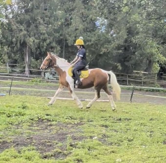 "Lucky" Skewbald Mare Cob/Heavy Horse