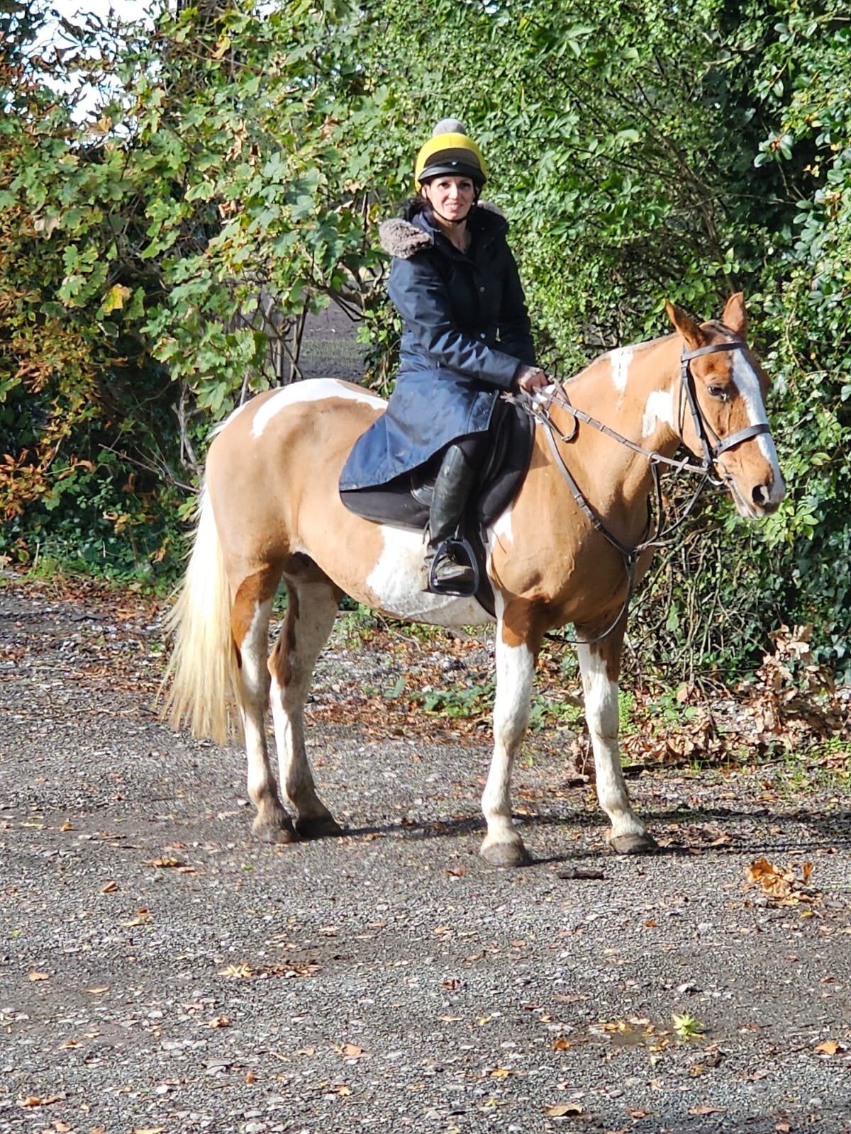 "Lucky" Skewbald Mare Cob/Heavy Horse
