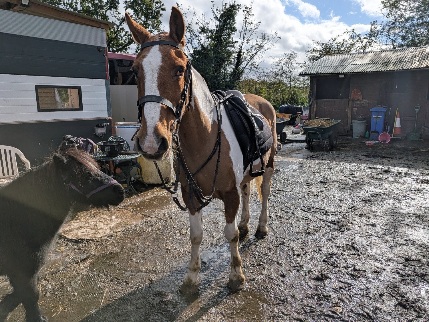 "Lucky" Skewbald Mare Cob/Heavy Horse - Horses in Warrington