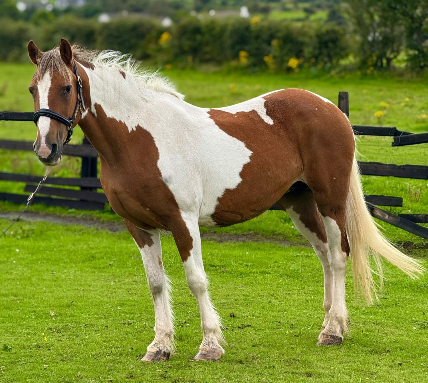 "Lucky" Skewbald Mare Cob/Heavy Horse - Horses