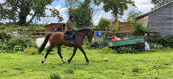 "Pinny" Bay Gelding All Rounder
