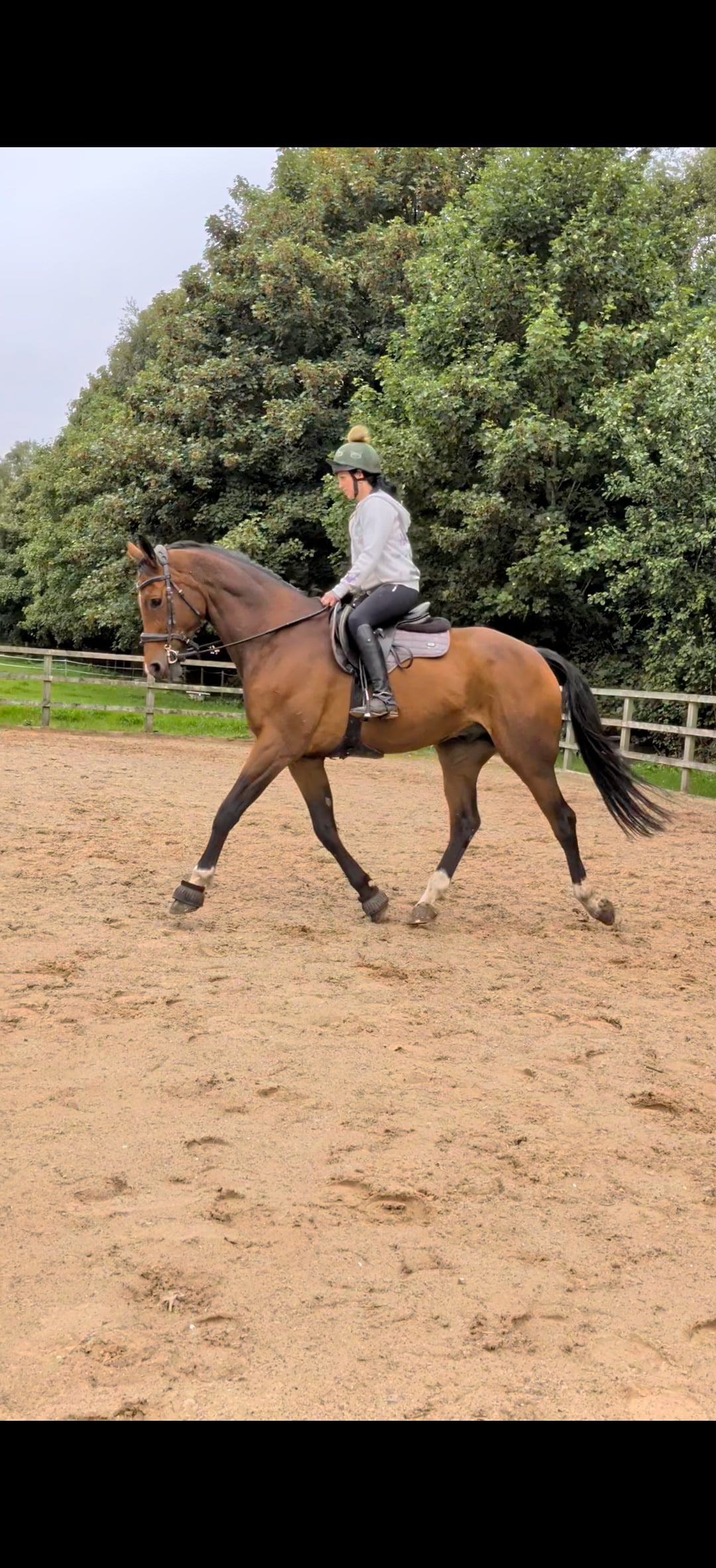 "Pinny" Bay Gelding All Rounder