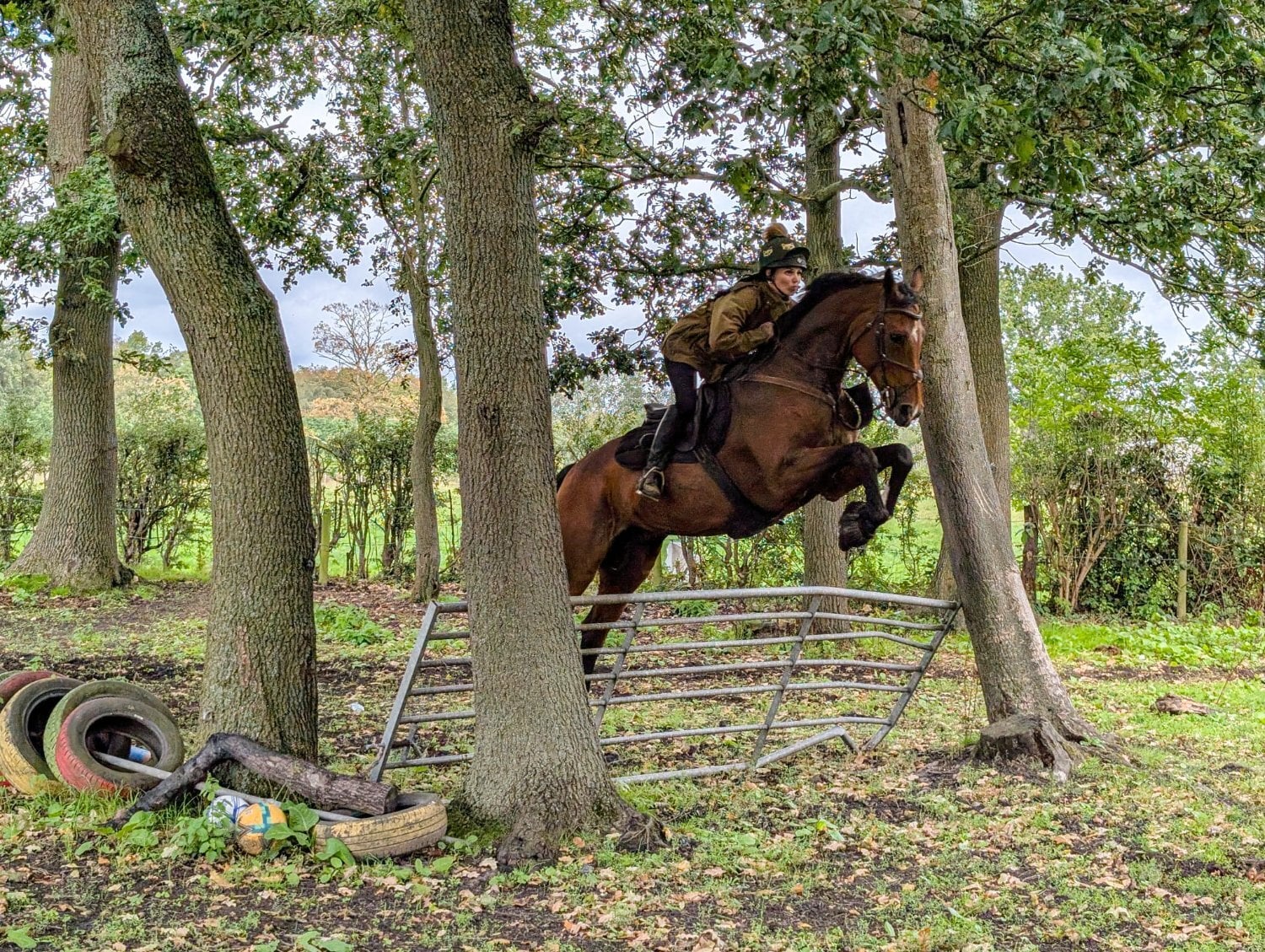 Warrington "Pinny" Bay Gelding All Rounder