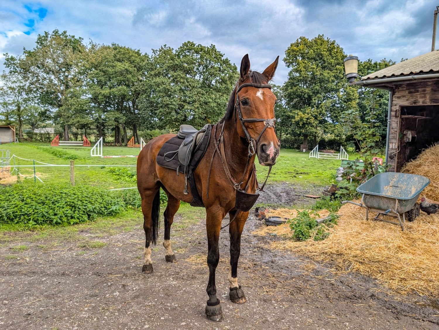 "Pinny" Bay Gelding All Rounder - Horses in Warrington