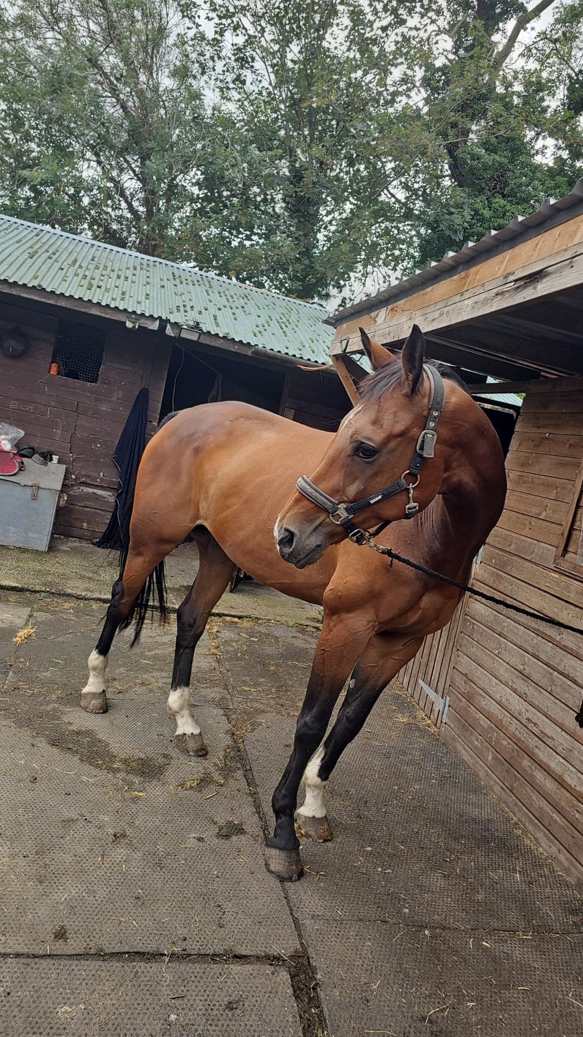 "Pinny" Bay Gelding All Rounder - Horses