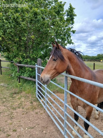 "Parcffynnon Sally Ann " Bay Roan Mare Cob/Heavy Horse
