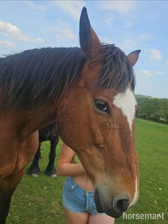 "Cat" Bay Gelding Driving Horse